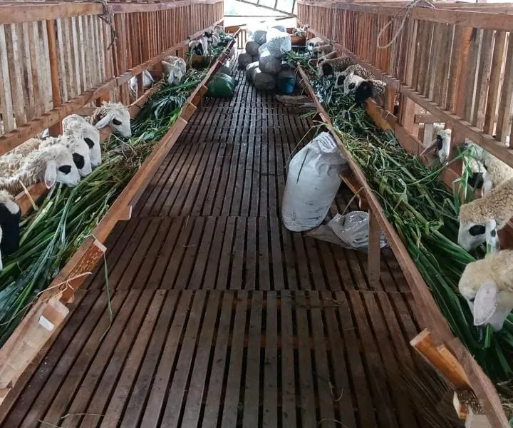 Kambing dan Domba Hidayah Jaya Farm
