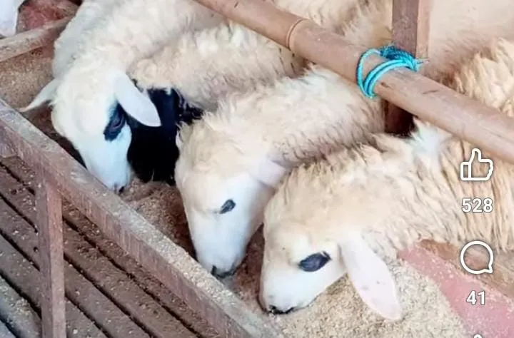 Kambing Aqiqah