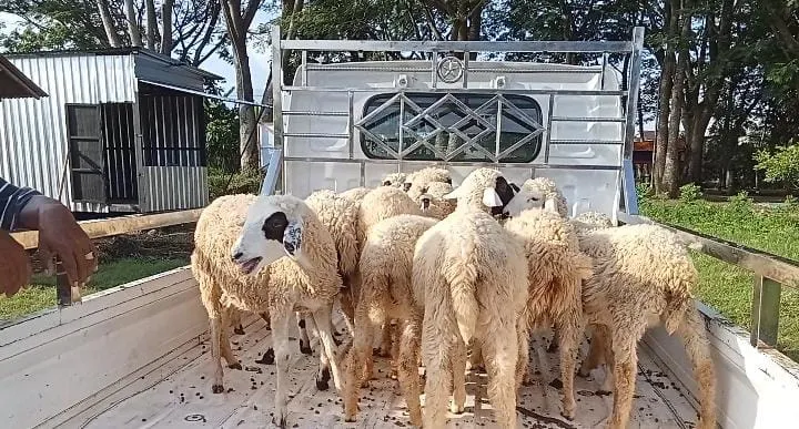 Hewan Qurban