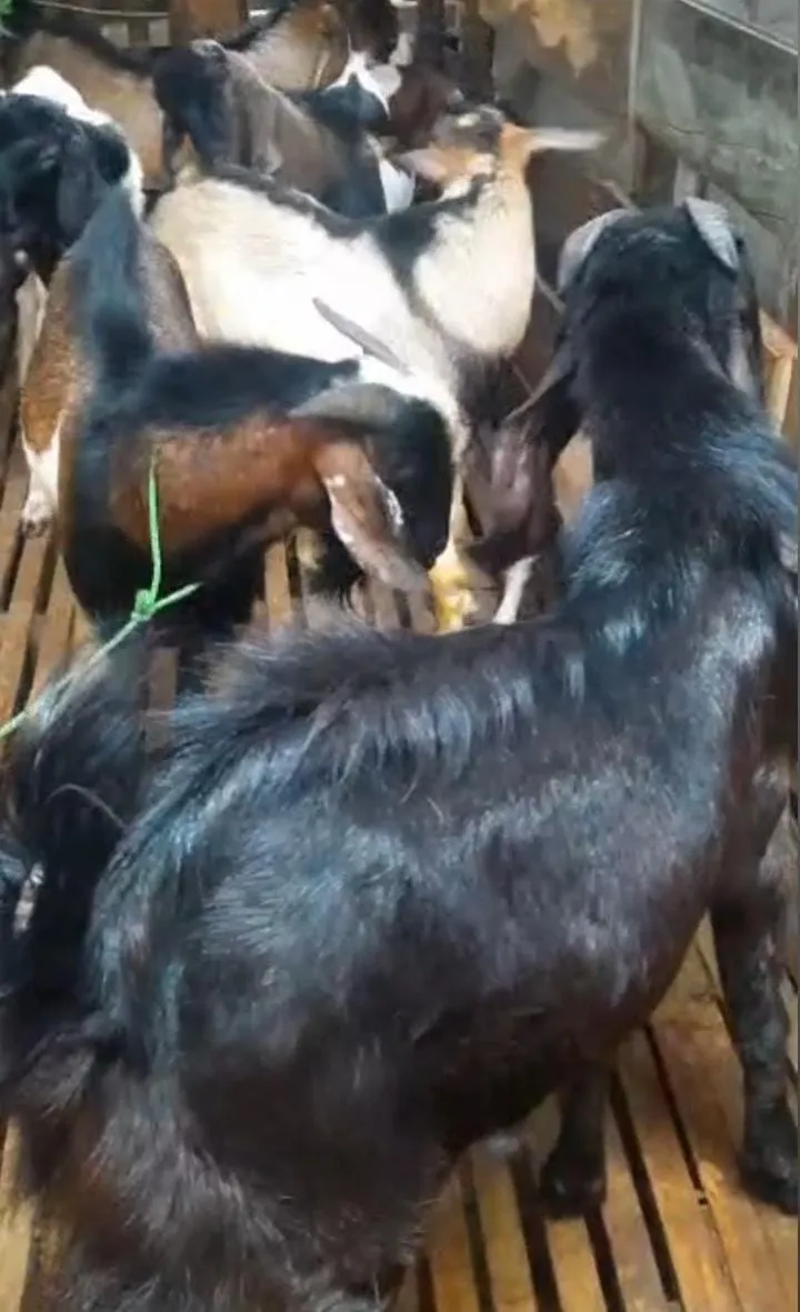 Indukan dan Bibit Unggul