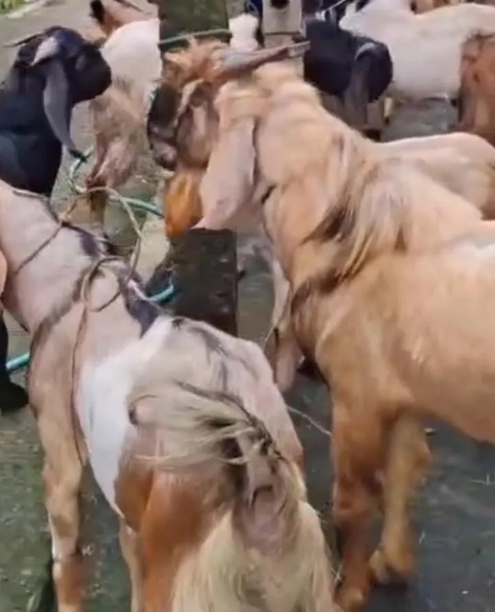 Kambing Bajulan