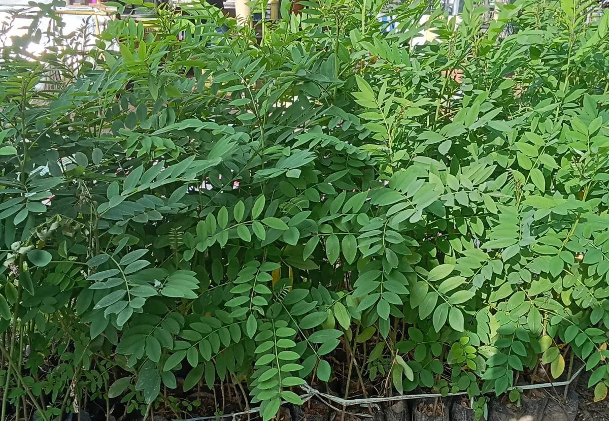 Indigofera