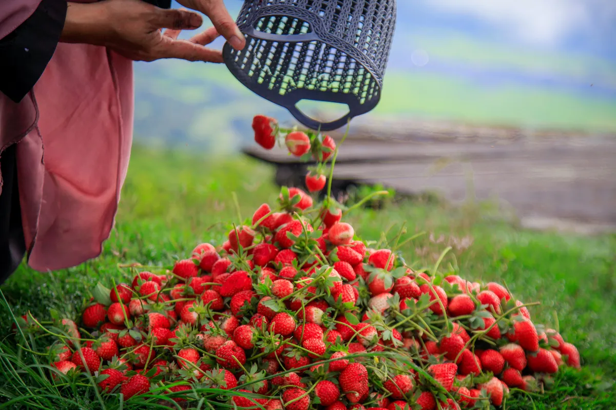 Kebun Stroberi Wisata Kerinci dengan Gazebo