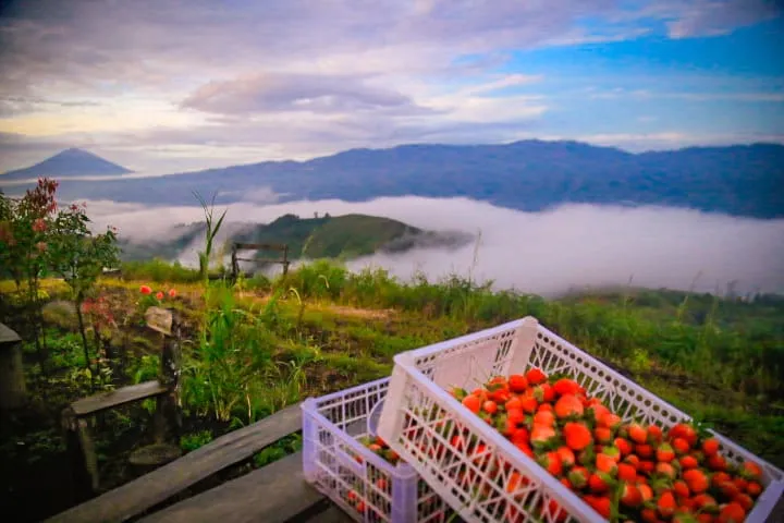 Pemandangan Wisata Kerinci